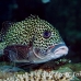 sweetlips_manyspotted_db_h_0705_png2231.jpg